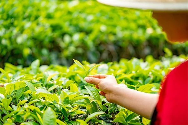 家庭菜園の苗を霜から守る！熱帽の作り方と正しい使い方